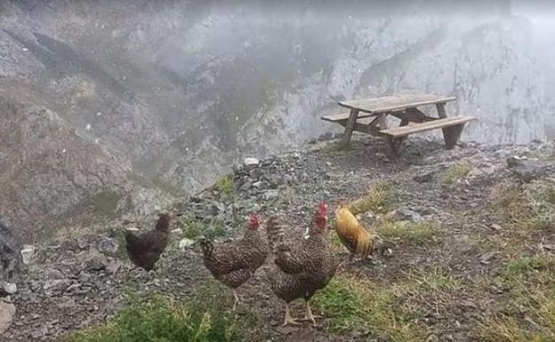 Un grupo de gallinas pasea por la montaña bajo la nieve en Picos.