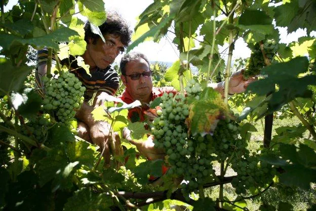 Pablo Oria y José Gómez Eguren, en la parcela de cepas madre de Cortiguera (Suances).