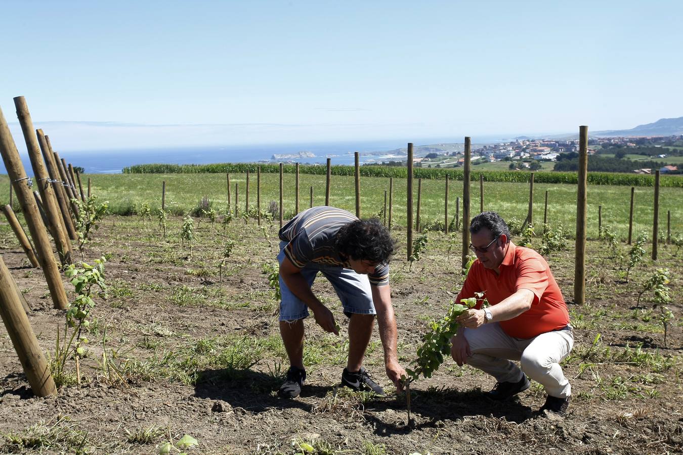 Recuperación del cultivo de la vid en Cantabria