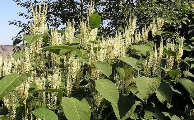 La 'reynoutria japonica', especie invasora que hay a orillas del río Saja. 