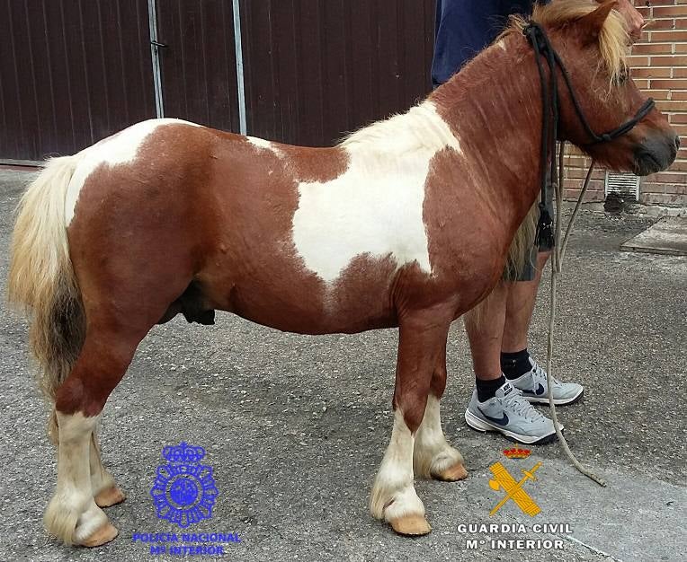 Cuatro perros, un pony y un quad vuelven a sus legítimos dueños tras la detención de los autores de media docena de robos