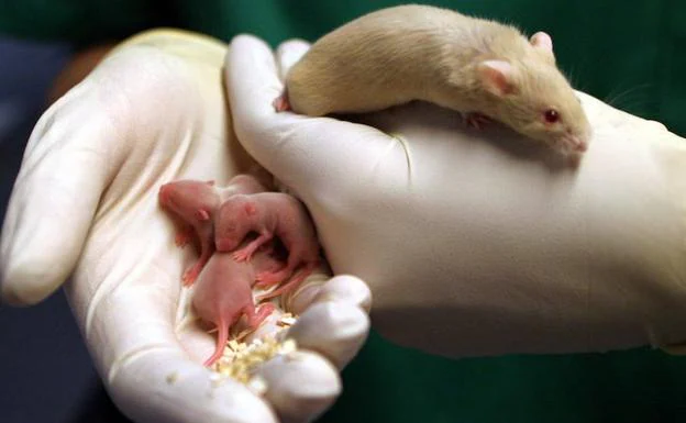Un investigador sostiene en una mano a un ratón y en otra a sus crías.