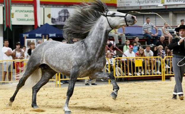 Selección de imágenes de anteriores ediiones del Concurso Morfológico 'Ciudad de Torrelavega'.