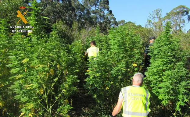 La Guardia Civil desmantela tres plantaciones de marihuana en Cantabria