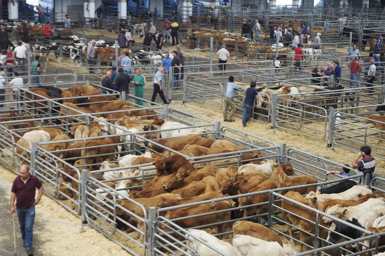 La muestra de ganado ha reducido la oferta pero ha mejorado los precios de la leche