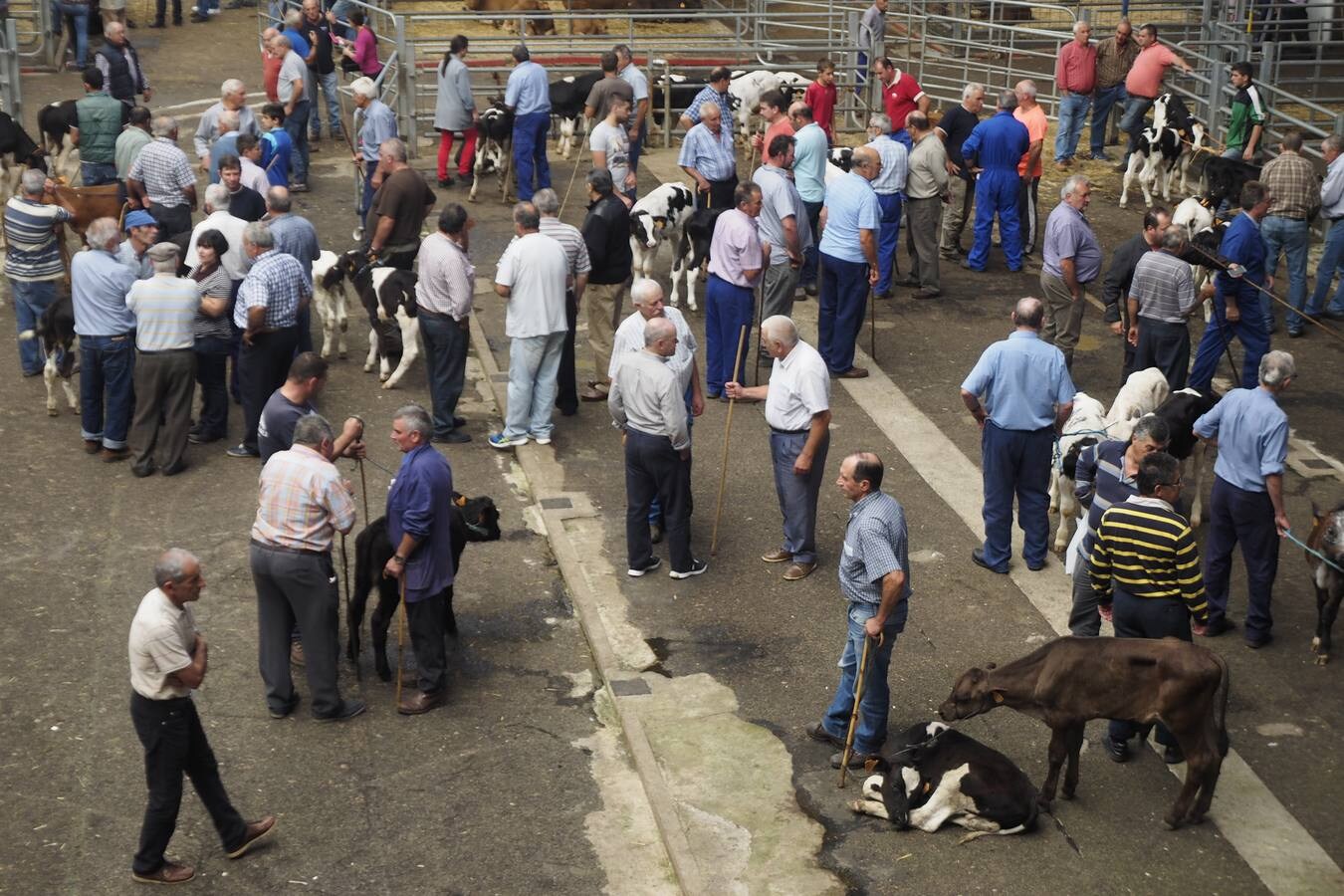 La muestra de ganado ha reducido la oferta pero ha mejorado los precios de la leche