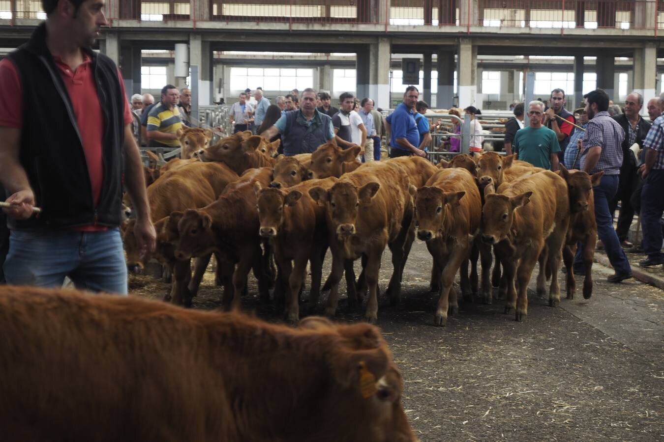 La muestra de ganado ha reducido la oferta pero ha mejorado los precios de la leche