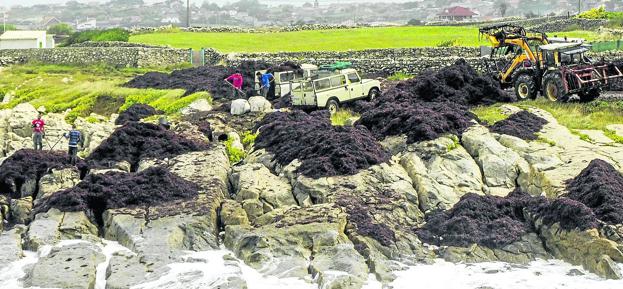 Una cuadrilla de caloqueros recoge las algas con la ayuda de remolques y tractores en una zona próxima a La Maruca. 