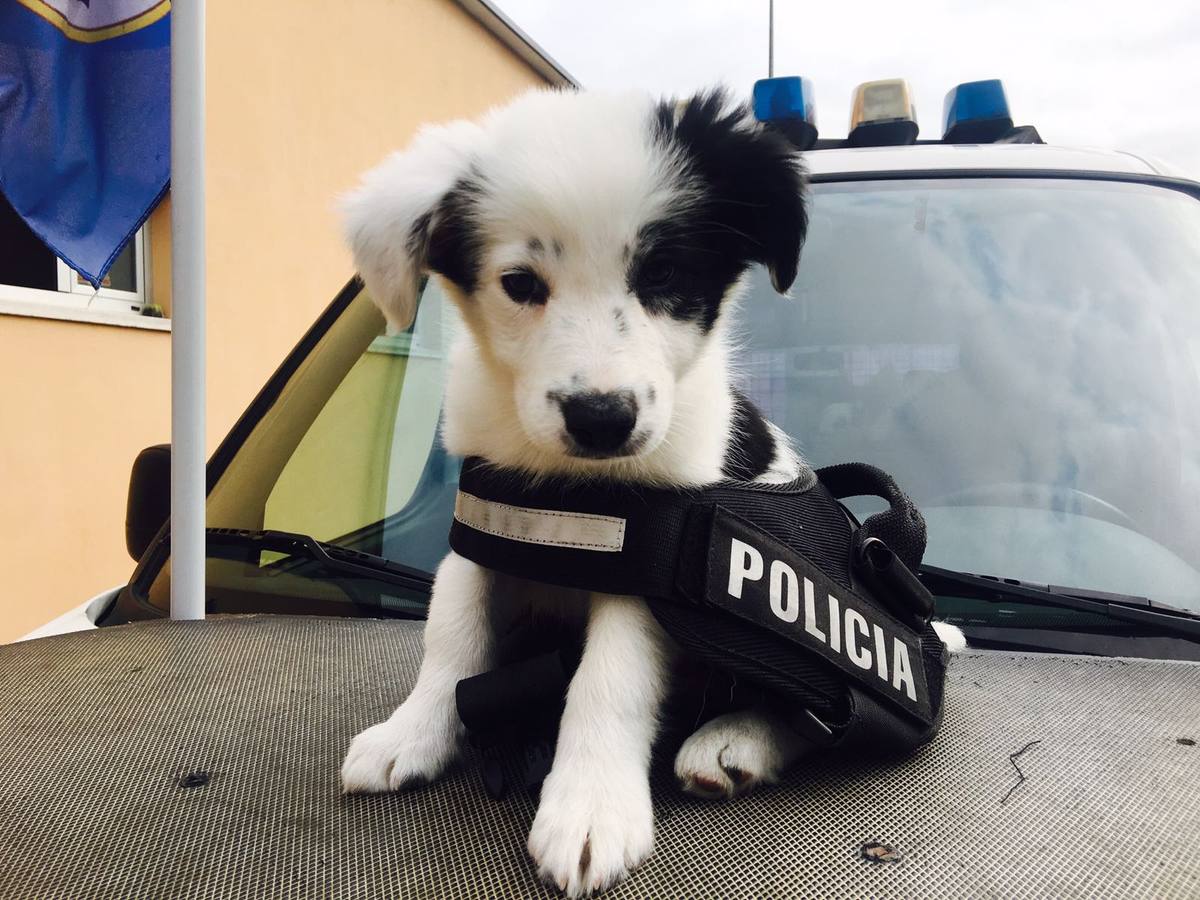 La Policía Nacional en Cantabria entrena ya al cachorro de Border Collie para que se incorpore a la plantilla cuando cumpla 3 meses.