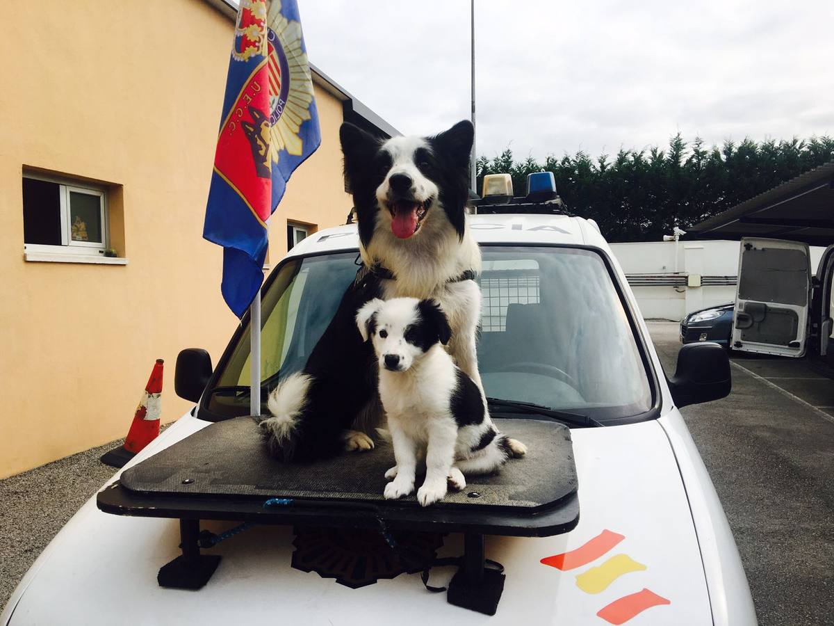 La Policía Nacional en Cantabria entrena ya al cachorro de Border Collie para que se incorpore a la plantilla cuando cumpla 3 meses.