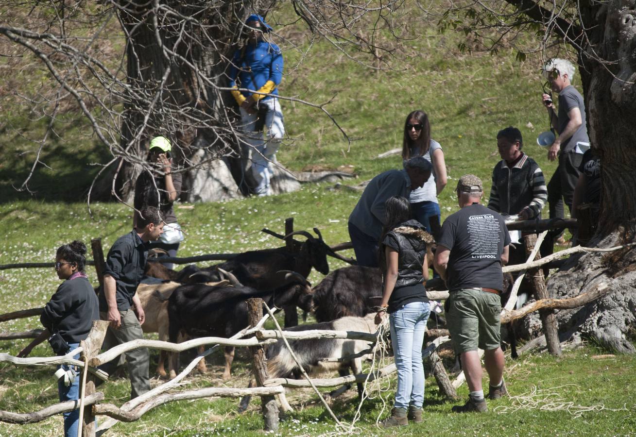 Cabras alquiladas para la película de Heidi.