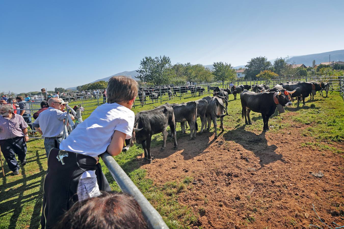 Olimpiada del Tudanco en Cabezón de la Sal