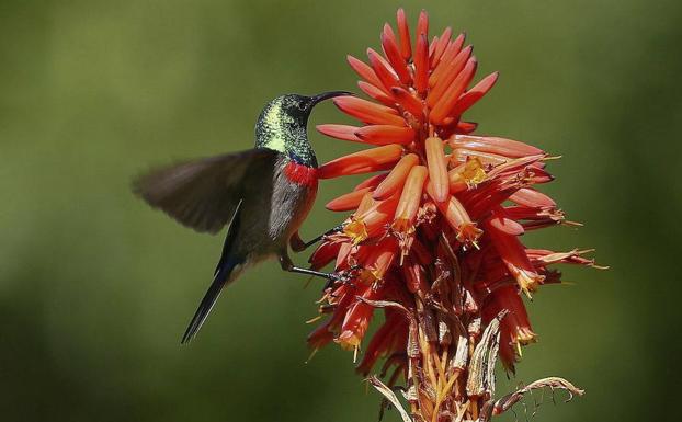 Un pájaro reposa sobre una flor en los jardines botánicos de Kirstenbosch. 