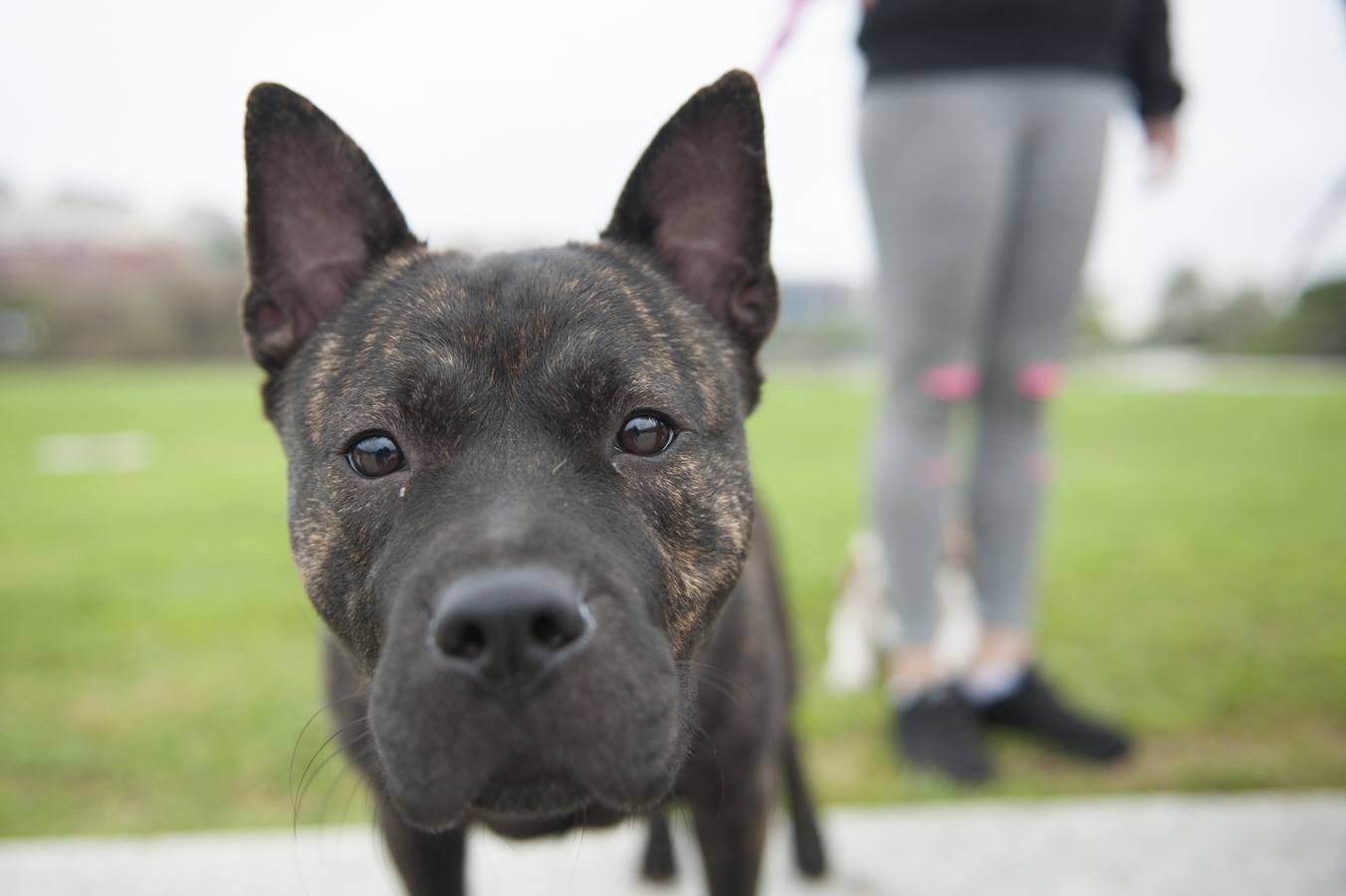 Un centenar de perros se reunieron este domingo en Las Llamas con motivo de la III Feria de Animales