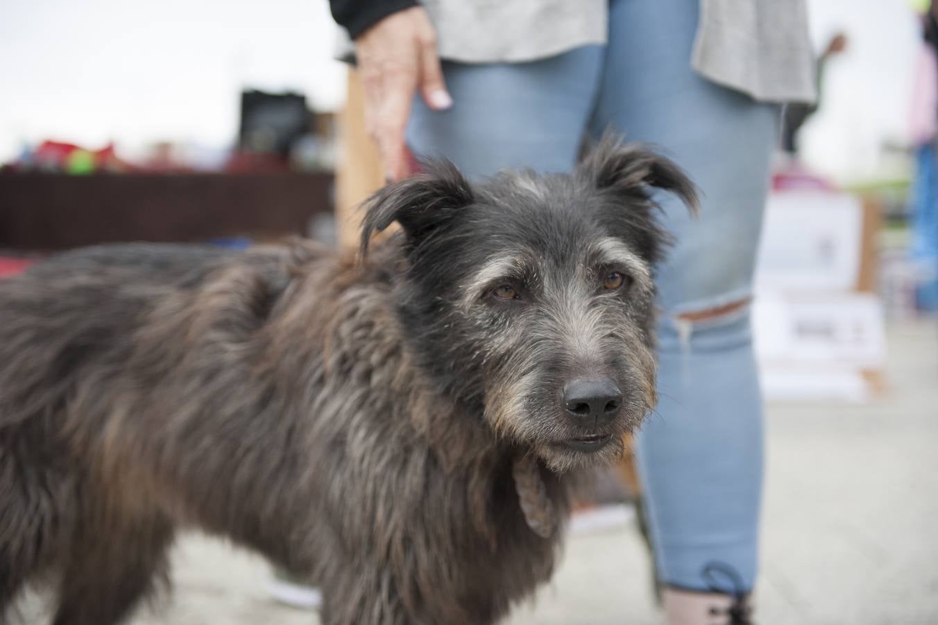 Un centenar de perros se reunieron este domingo en Las Llamas con motivo de la III Feria de Animales