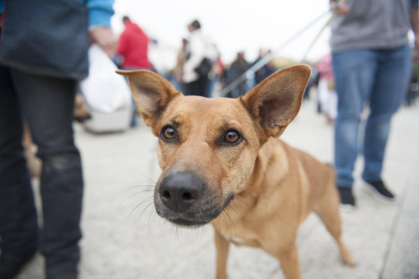 Un centenar de perros se reunieron este domingo en Las Llamas con motivo de la III Feria de Animales