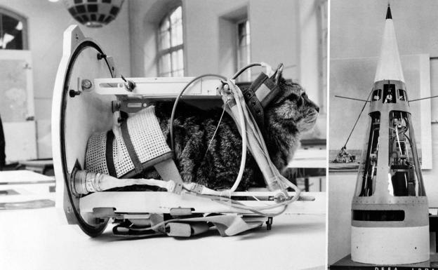 Los franceses lanzaron al espacio en 1963 a la gata ‘Felicette’. 