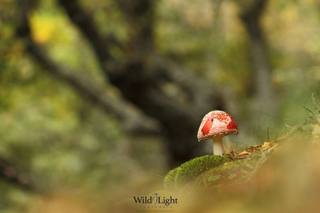 El conservacionista cántabro Roberto González lanza WildLife Cantabria, una web para difundir la belleza y riqueza de la naturaleza de Cantabria.