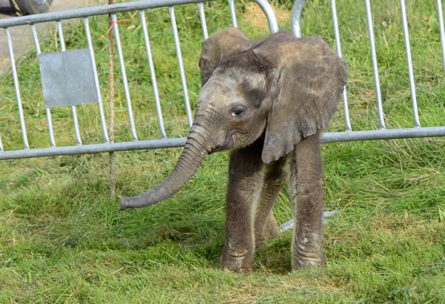 La cría de elefante rechazada por su madre se acostumbra a la compañía de la burra que le han buscado como compañera. :