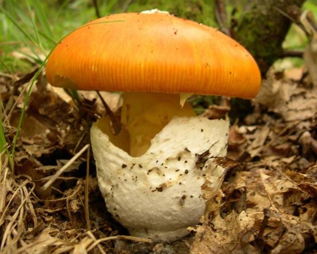 Amanita caesarea