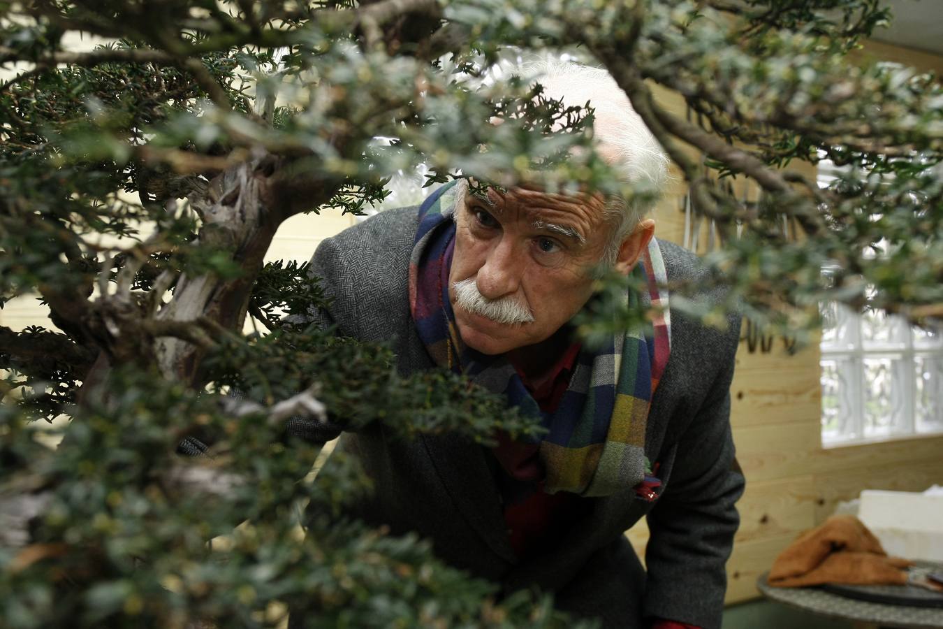 Llegó a tener 200 ejemplares, pero ahora este aficionado cántabro -uno de los veteranos en este arte japonés en cantabria- prefiere tener menos (unos 40) y cuidarles mejor.