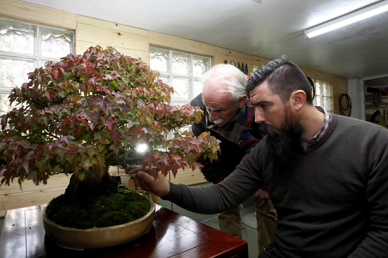 Llegó a tener 200 ejemplares, pero ahora este aficionado cántabro -uno de los veteranos en este arte japonés en cantabria- prefiere tener menos (unos 40) y cuidarles mejor.