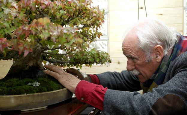 El cántabro Tomás Bustamante, uno de los veteranos en el arte del bonsái en Cantabria.