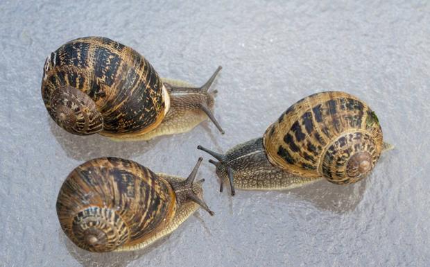 La espiral de la concha del caracol aparecido en Liendo está a su izquierda, algo fuera de lo habitual