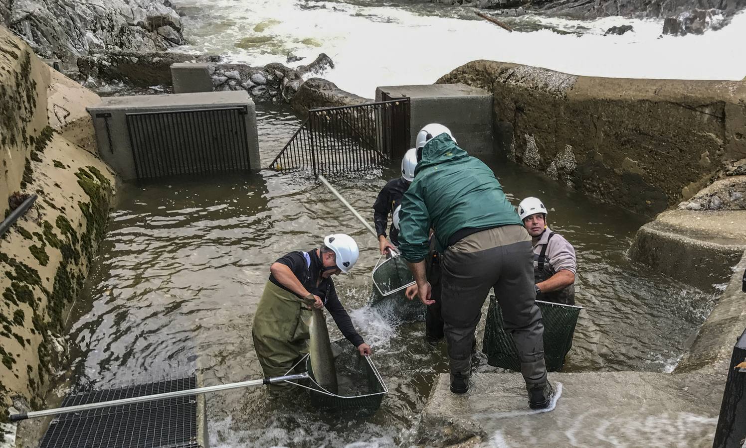 Conteo de salmones