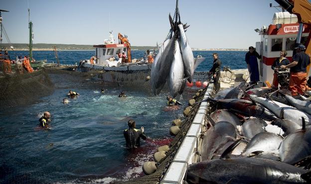 Un grupo de pescadores gaditanos captura atunes rojos con la técnica de la almadraba. 