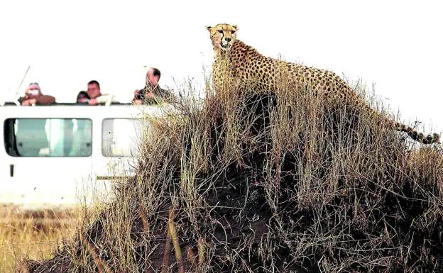 Un grupo de turistas contempla un guepardo desde un todoterreno en la reserva keniata de Masai Mara. 