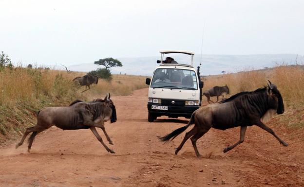 Imagen principal - Al llegar la estación seca, dos millones de herbívoros migran desde el valle del Serengueti (Tanzania) hacia el norte en busca de pastos frescos. En la foto de arriba, ñus cruzan la carretera en la reserva de Masai Mara (Kenia). Debajo,d os víctimas. Ella, Sabine Goossens y él Wim van Griensven.