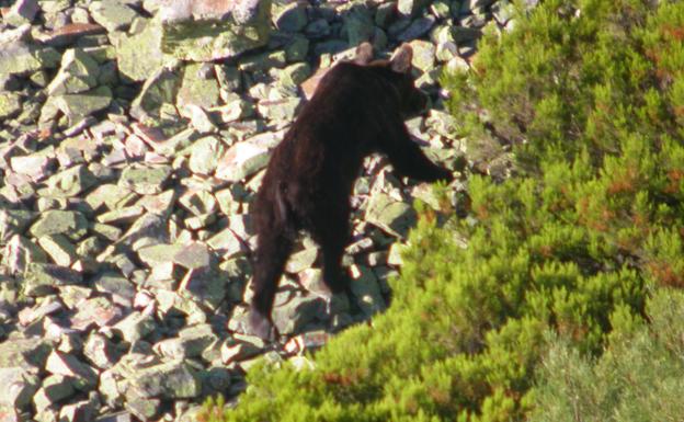 El oso herido en una de sus extremidades que ha sido visto por los montes de Liébana.