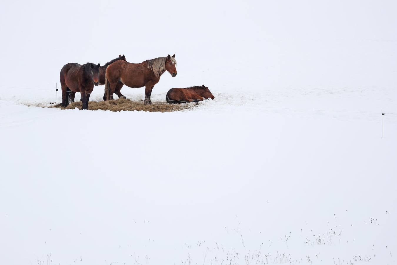 La nieve ha dejado bellas estampas en Campoo