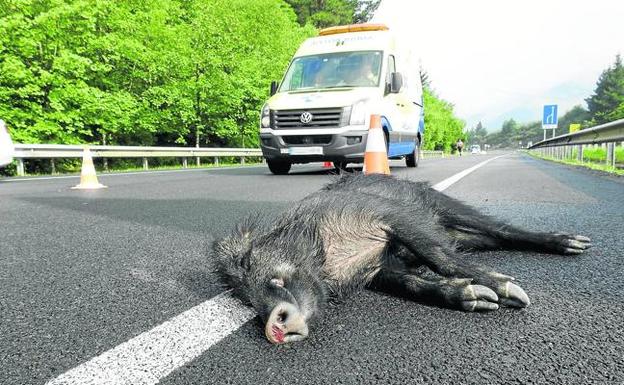 La invasión de la carretera por animales causa una media de un accidente al día en la región 