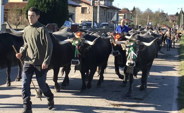 Las tudancas se pasean por Ibio en la Feria de la Inmaculada