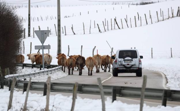 Los ganaderos han comenzado ya a estabular el ganado ante la llegada de las nieves. 