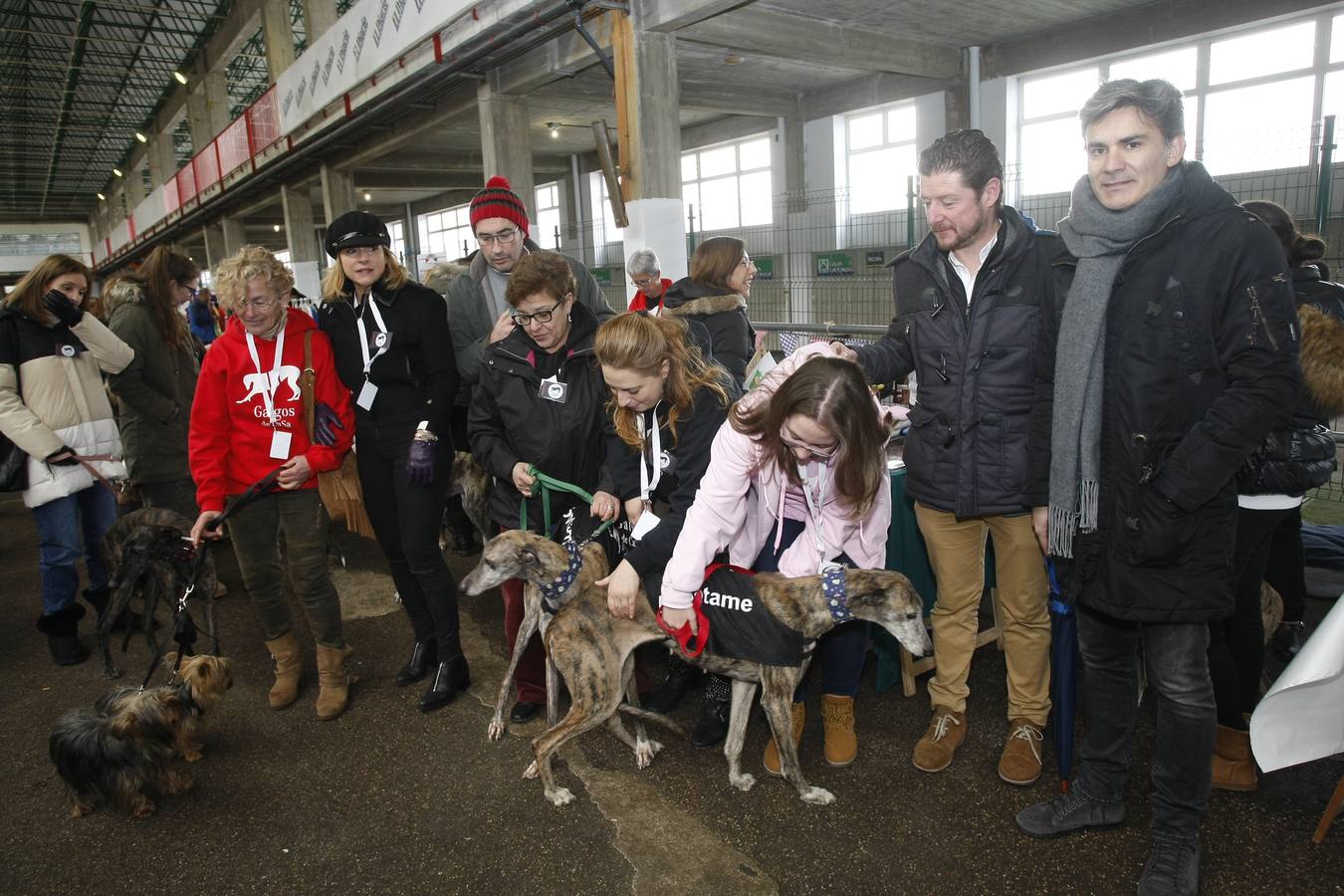 Unos 200 animales, entre ellos perros y gatos, se han reunido este sábado en la segunda Feria de Adopción Ciudad de Torrelavega para fomentar la adopción