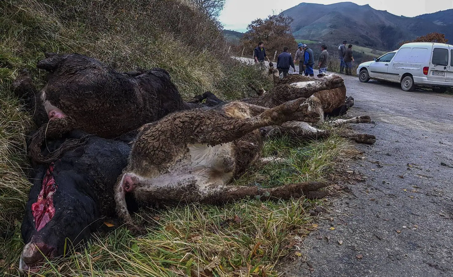 Aparecen muertos 11 terneros del ganadero de Bielva que perdió 23 tudancas en un incendio