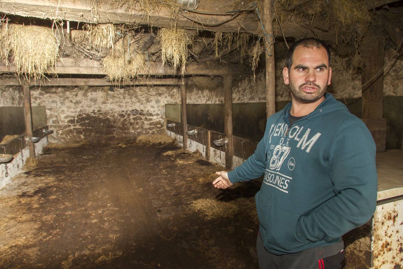 Las incógnitas de las reses sacrificadas en Bielva