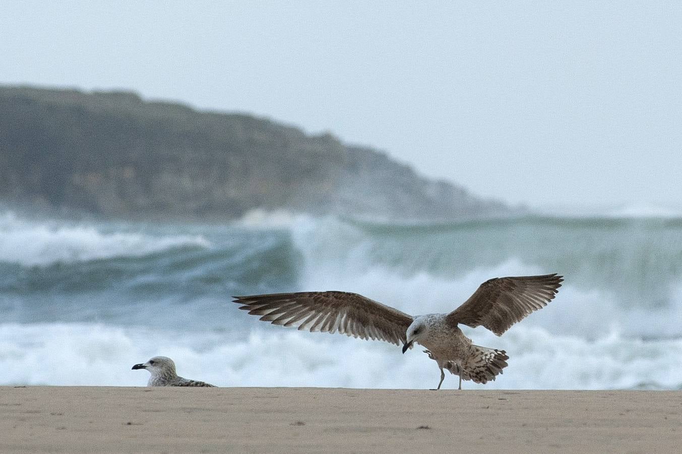 Un reguero de incidencias por el temporal de viento &#039;Bruno&#039; en Cantabria