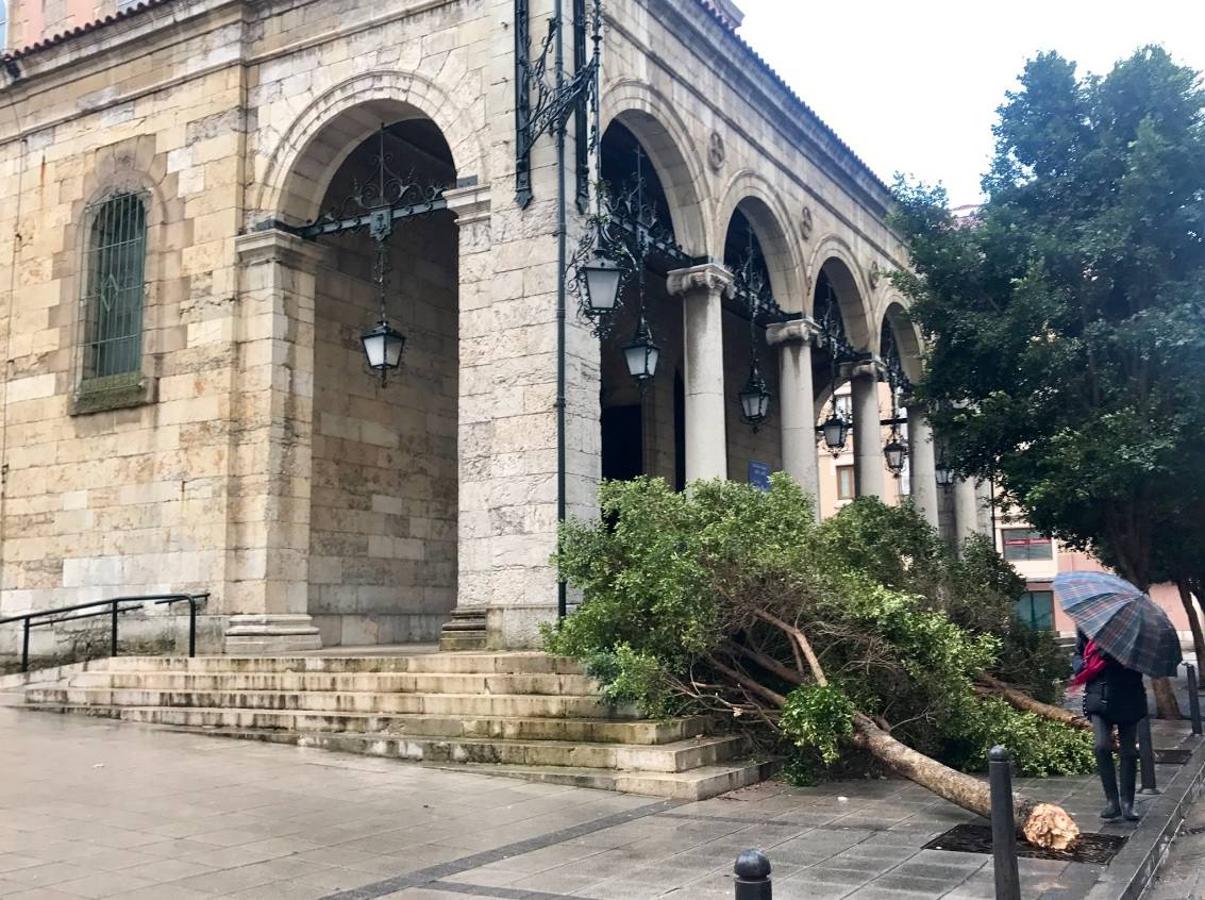 Árbol caído junto a la Iglesía de Santa Lucía en Santander