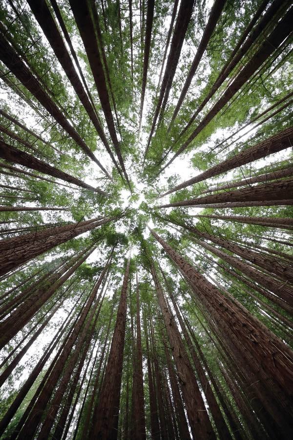 El bosque de secuoyas de Cabezón de la Sal se ha convertido en un atractivo turístico de primer orden. Contemplar las altas cumbre y pasear entre los árboles parece un plan apetecible.