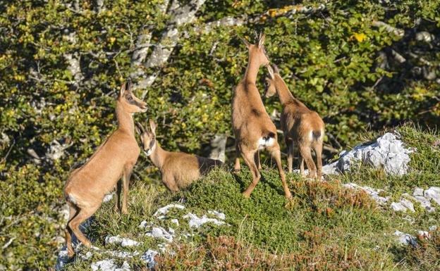 Un grupo de rebecos se deja fotografiar en la Montaña Oriental.