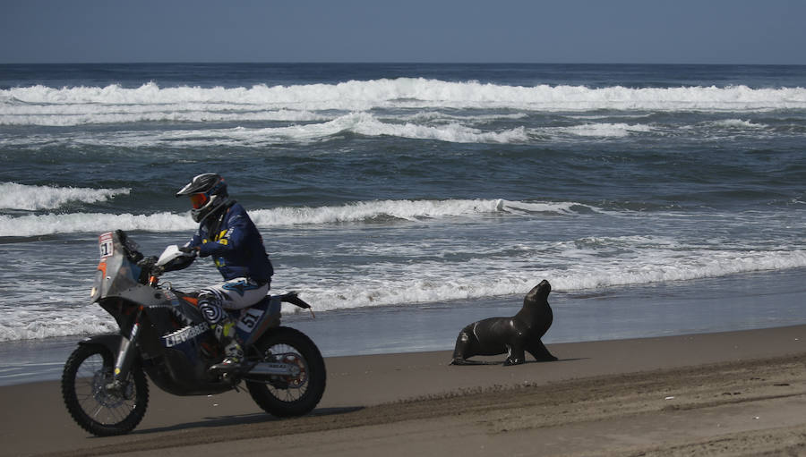 El piloto holandés Hans Jos Liefhebber conduce su KTM junto a una foca durante la quinta etapa del Dakar. 