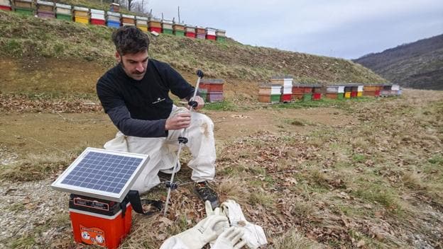 Un técnico de la Fundación Oso Pardo instala un pastor en el lugar donde baja el oso a por la miel en San Sebastián de Garabandal. 