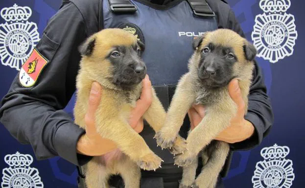 Los dos cachorros de perro policía a los que los estudiantes pondrán nombres.