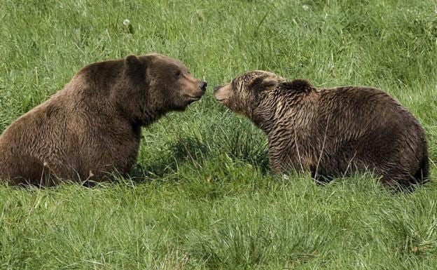 Furaco', a la izquierda y 'Tola', durante uno de sus encuentros amorosos.