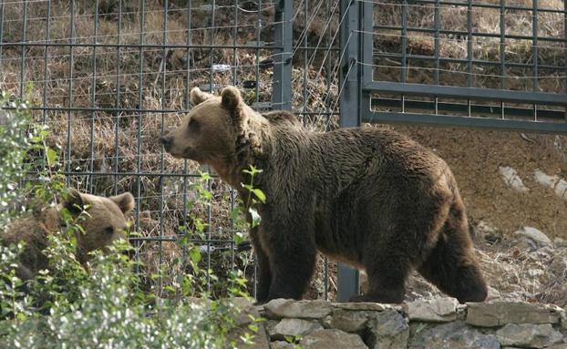 Muere la osa Tola, «icono de la recuperación de la naturaleza»