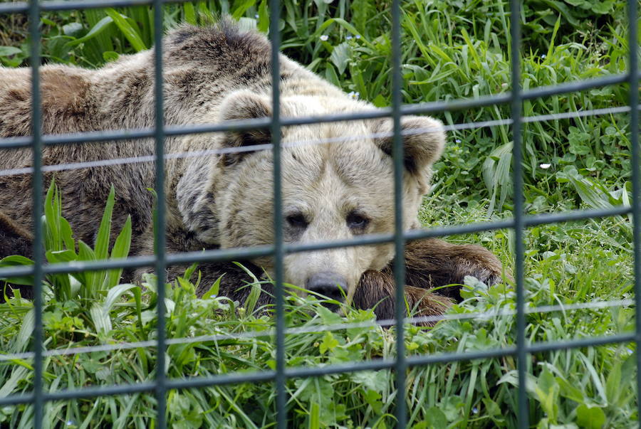 La vida de &#039;Tola&#039; y &#039;Paca&#039; en imágenes